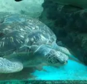 ポケカ ダイゴのメタグロス SAR ミュウツー AR ヒカリSAR 5枚セット