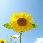 Y.18の画像