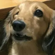 すてっち