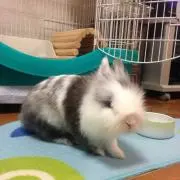 リッペの画像