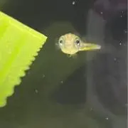 はんちゃんの画像