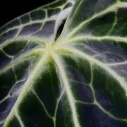 sの画像
