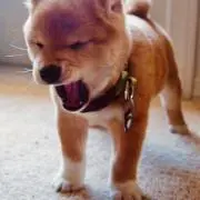 マー丸