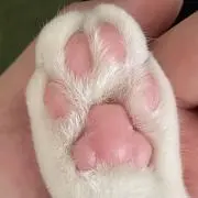 みみちの画像