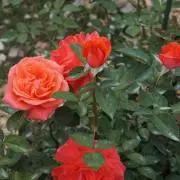 はる