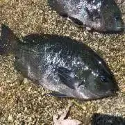 リサイクルshop 琥珀の画像