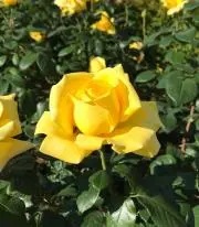 はち☆プロフィール必読☆の画像