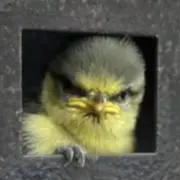 luluの画像