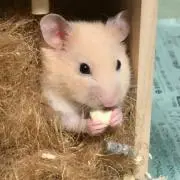 ヤマト