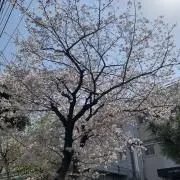 綿100%（ID記載無）の画像