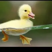 あひる
