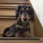 シナモンの画像