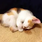 ちゃまりん