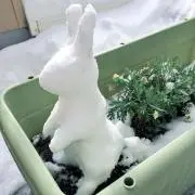 雪兎の画像