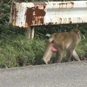 ゴリ男