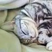 Tomotomoの画像
