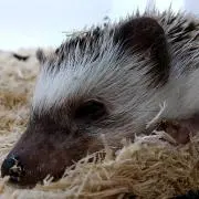 はるちゃんの画像