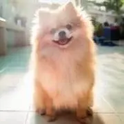 ぽめとろ☆プロフ必読☆
