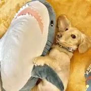 まきの画像