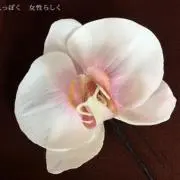 オルキデの画像