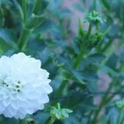 はな