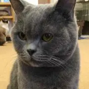 たろうの画像