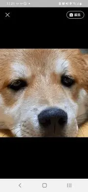 accomanの画像