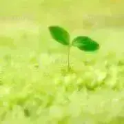 スズメの画像