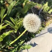 あんず