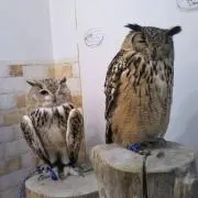 すーざん