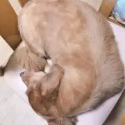 Harnatの画像