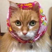ミュウ