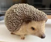かーちん。※プロフ見てください！の画像