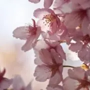 桜の画像