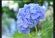 花☆の画像
