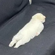マーシーの画像