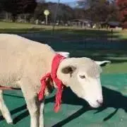 ひまわり＊