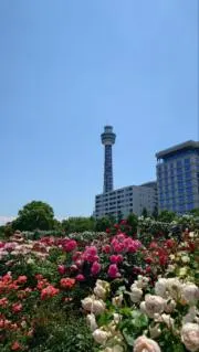 わたあめの画像