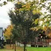 ninの画像