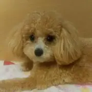ももの画像