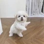 ばんばんの画像