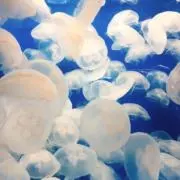 OtOの画像