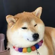 モフモフの画像