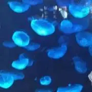 cocklobinの画像