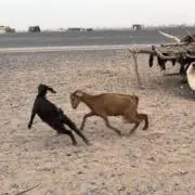 りんごの画像