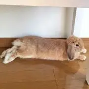 YUKI