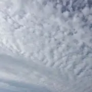 あさり