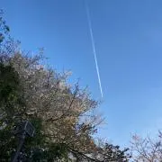 ネコ太の画像