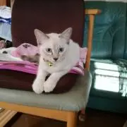 みゅー