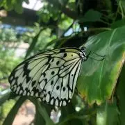 マキロンの画像